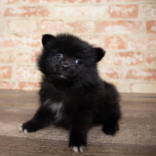 Pomeranian-DOG-Male-Black-5174-Petland Monroeville, PA