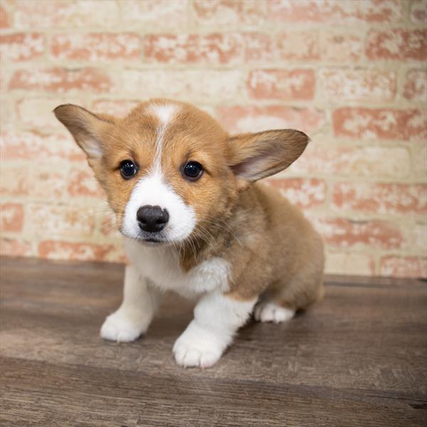 Pembroke Welsh Corgi-DOG-Male-Red / White-5175-Petland Monroeville, PA