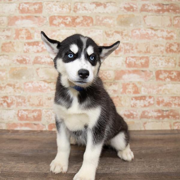 Siberian Husky-DOG-Female-Black / White-5176-Petland Monroeville, PA