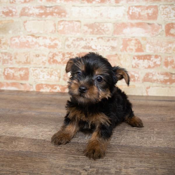 Yorkie-DOG-Male-Black / Tan-5177-Petland Monroeville, PA