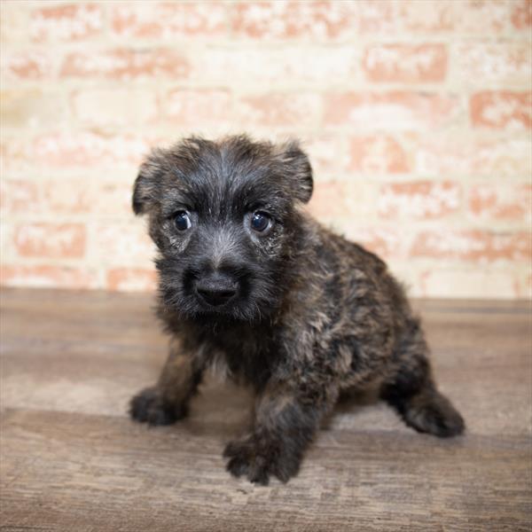 Cairn Terrier-DOG-Male-Wheaten-5178-Petland Monroeville, PA