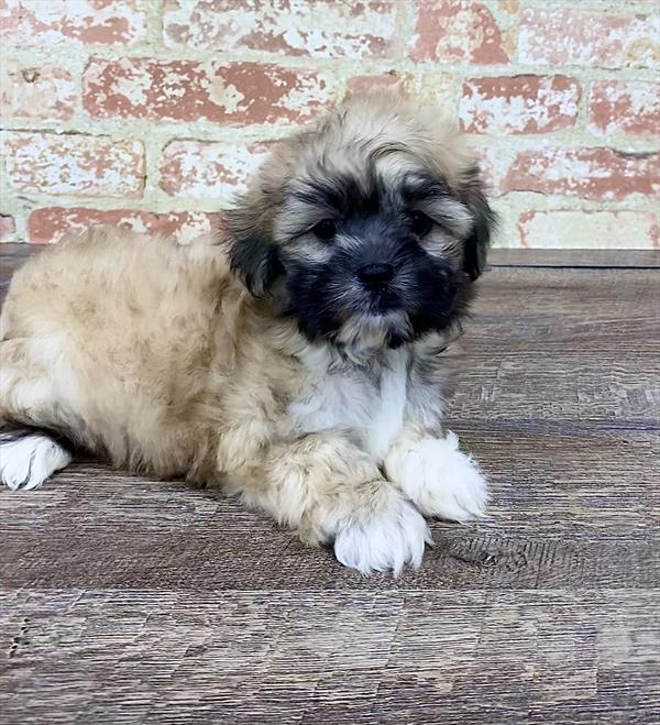 Malshi-DOG-Male-Brown / Cream-5201-Petland Monroeville, PA
