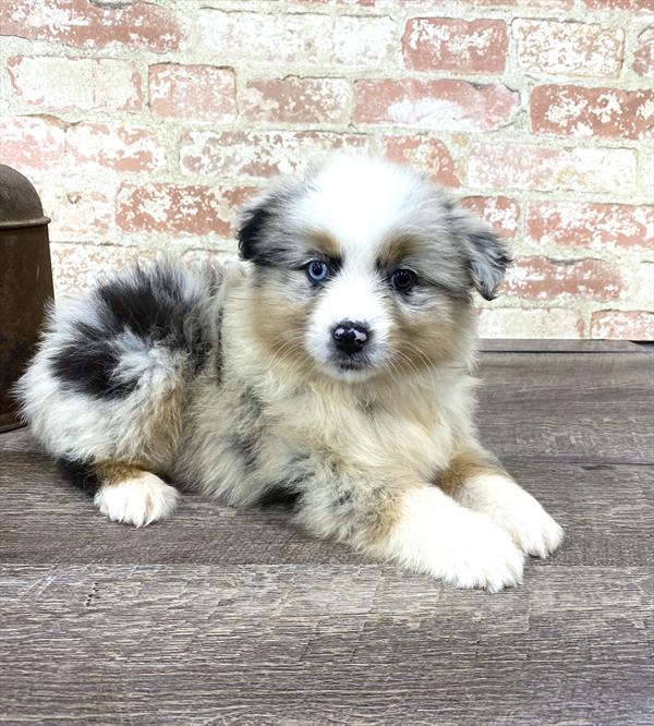 Australian Shepherd-DOG-Female-Blue Merle-5202-Petland Monroeville, PA