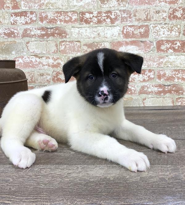 Akita-DOG-Male-Fawn-5203-Petland Monroeville, PA