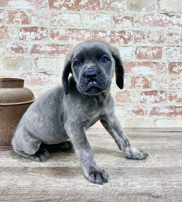 Cane Corso-DOG-Female-Blue Brindle-5204-Petland Monroeville, PA