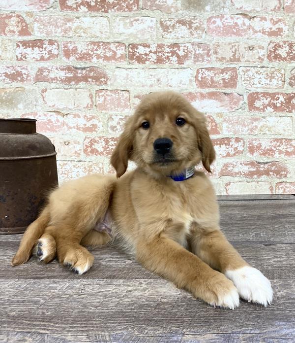 Golden Retriever-DOG-Male-Golden-5205-Petland Monroeville, PA