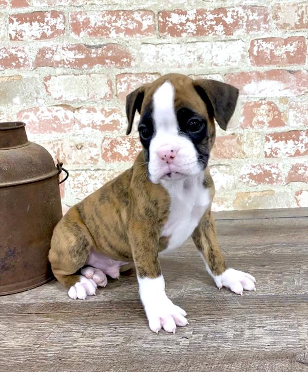 Boxer-DOG-Male-Brindle-5207-Petland Monroeville, PA