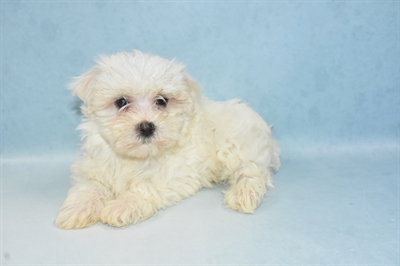 Maltese-DOG-Male-White-5209-Petland Monroeville, PA
