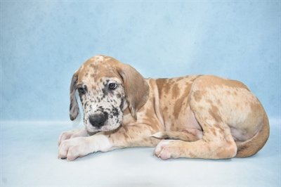 Great Dane-DOG-Male-Merle-5216-Petland Monroeville, PA