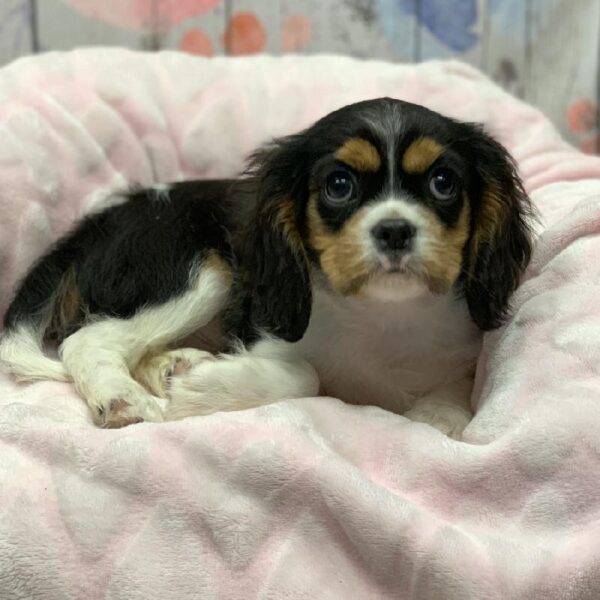 Cavalier King Charles Spaniel-DOG-Male-Black and White-5208-Petland Monroeville, PA
