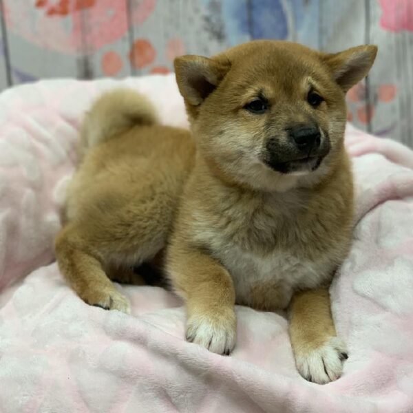 Shiba Inu-DOG-Male-Red-5210-Petland Monroeville, PA