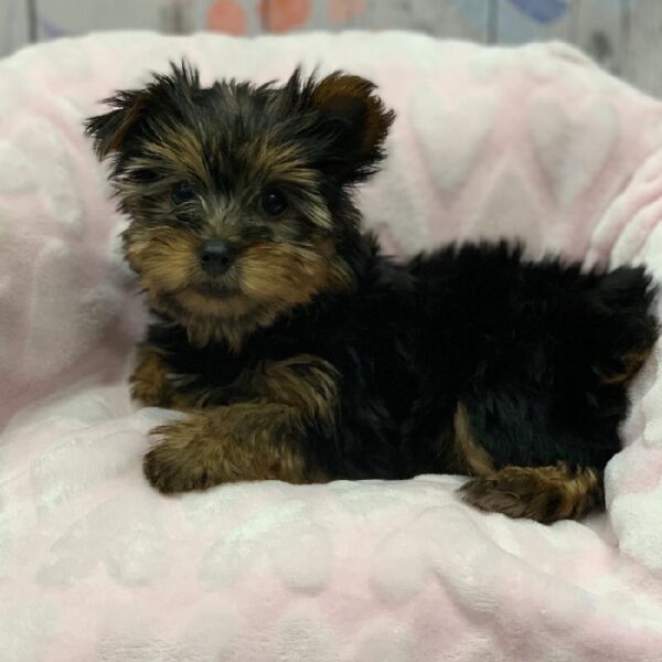 Yorkie-DOG-Female-Black and Tan-5211-Petland Monroeville, PA