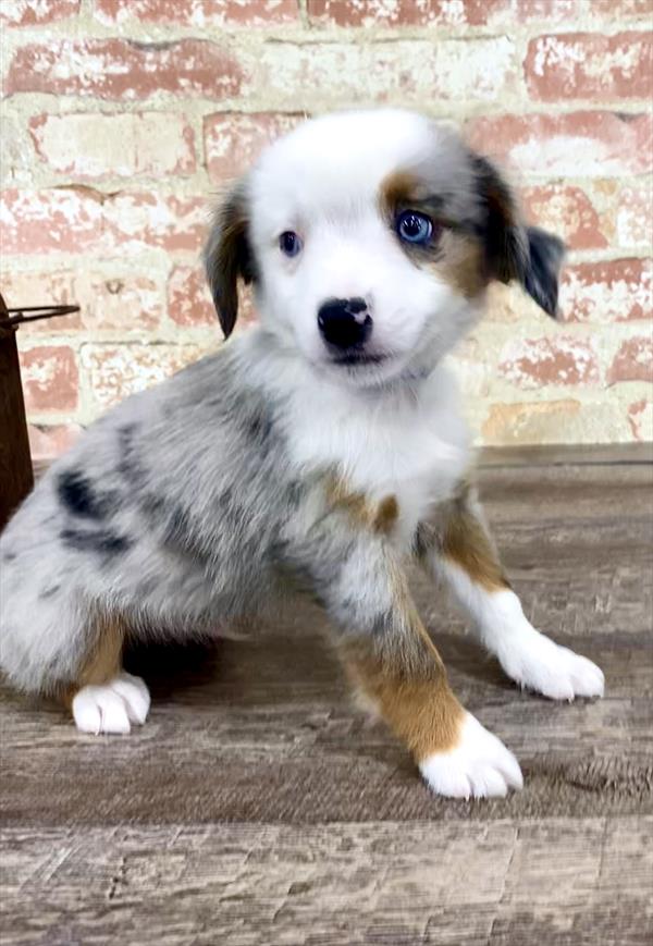 Miniature Australian Shepherd-DOG-Male-Blue Merle-5219-Petland Monroeville, PA