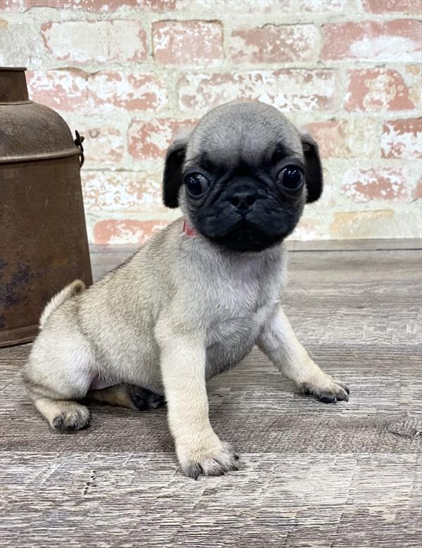 Pug-DOG-Female-Fawn-5220-Petland Monroeville, PA