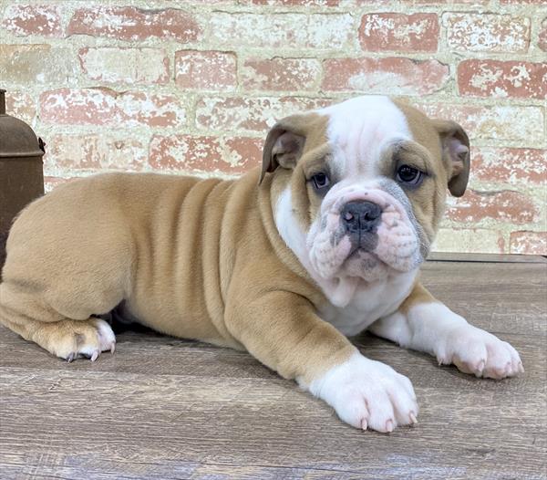 English Bulldog-DOG-Male-Fawn-5221-Petland Monroeville, PA