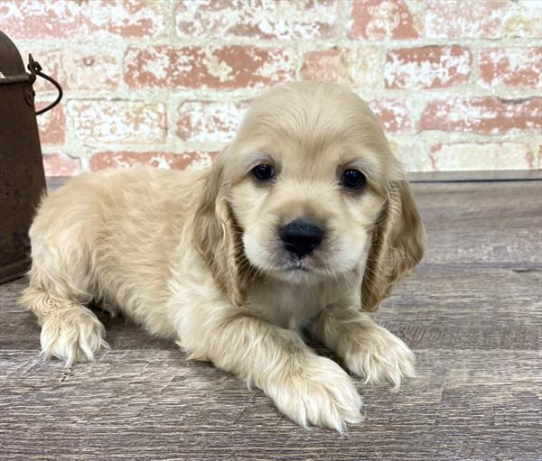 Cocker Spaniel-DOG-Male-Buff-5222-Petland Monroeville, PA