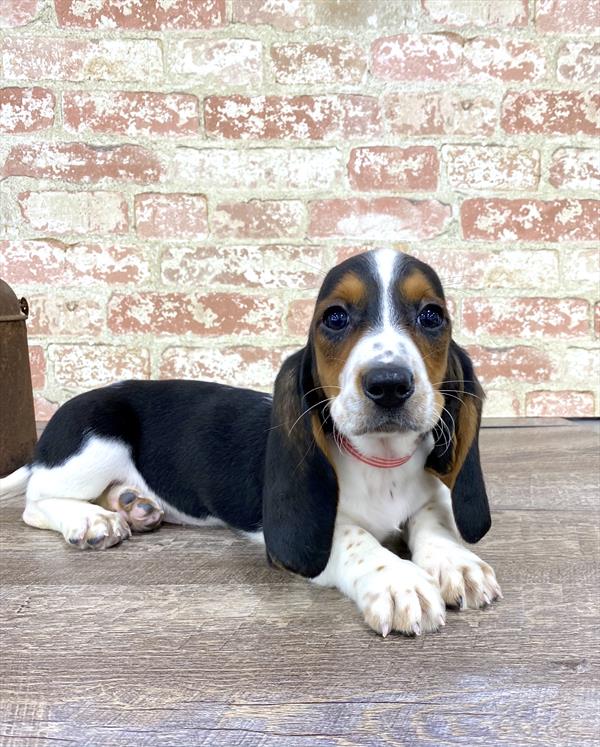 Basset Hound-DOG-Female-Black White / Tan-5223-Petland Monroeville, PA