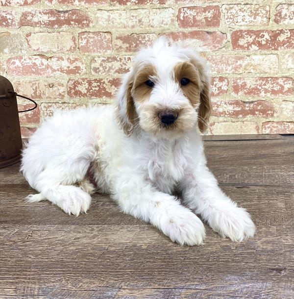 Miniature Goldendoodle-DOG-Male-Apricot-5224-Petland Monroeville, PA