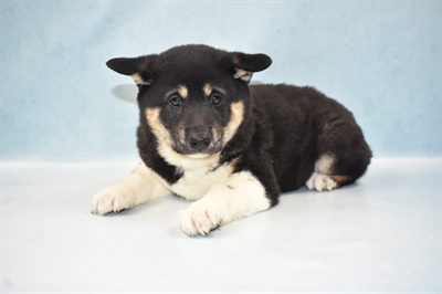 Shiba Inu-DOG-Male-Black and Tan-5249-Petland Monroeville, PA