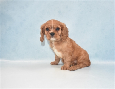 Cavalier King Charles Spaniel-DOG-Male-Ruby-5250-Petland Monroeville, PA