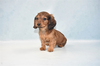 Dachshund-DOG-Female-Red-5251-Petland Monroeville, PA