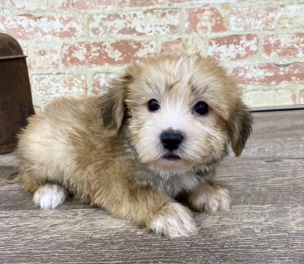 Morkie-DOG-Male-Golden-5252-Petland Monroeville, PA