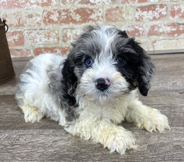 Cockapoo-DOG-Male--5253-Petland Monroeville, PA