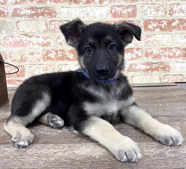German Shepherd-DOG-Male-Black / Tan-5254-Petland Monroeville, PA