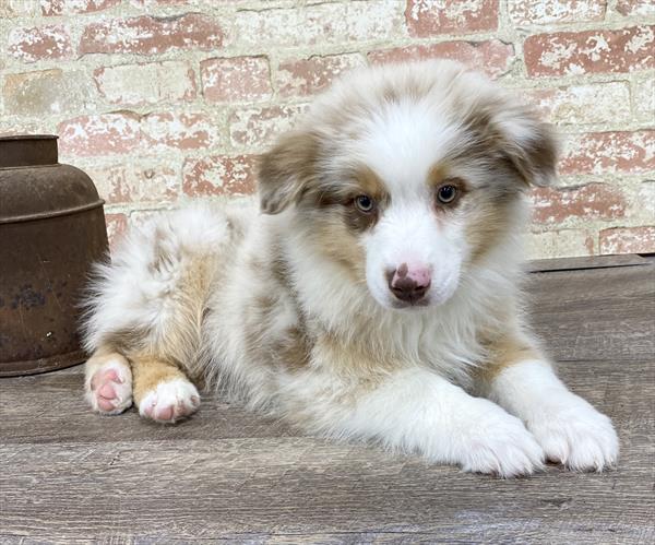 Australian Shepherd-DOG-Male-Red Merle-5255-Petland Monroeville, PA