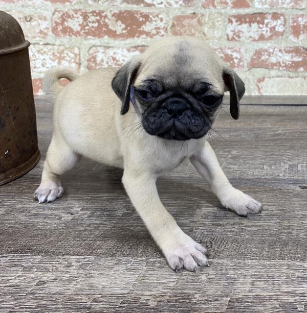 Pug-DOG-Female-Fawn-5256-Petland Monroeville, PA