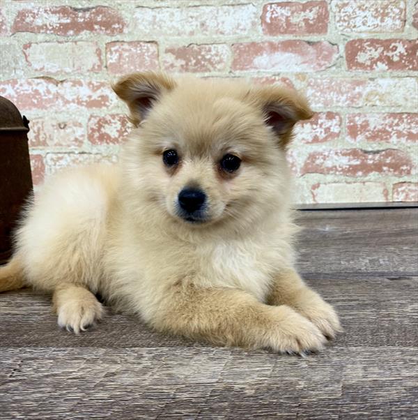 Pomeranian-DOG-Male-Orange-5257-Petland Monroeville, PA
