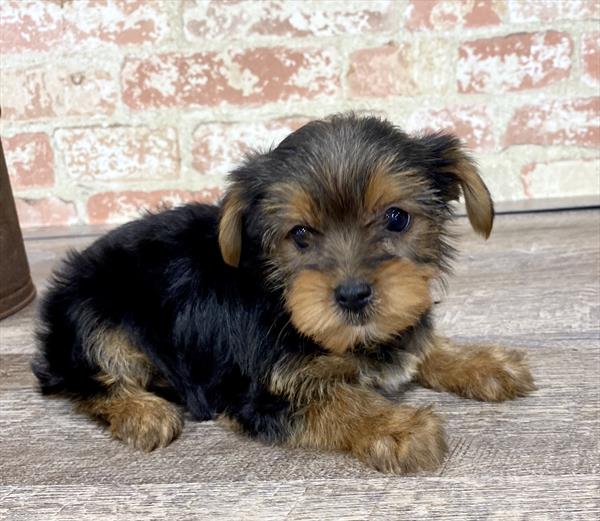 Yorkie-DOG-Male-Black / Tan-5258-Petland Monroeville, PA