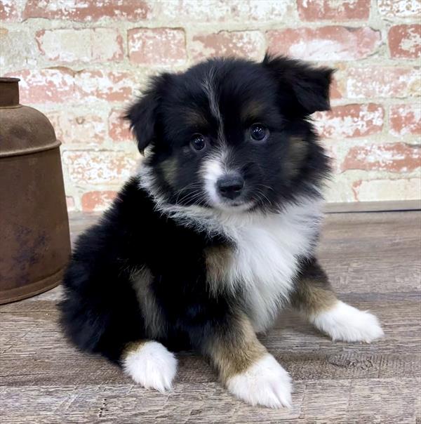 Toy Australian Shepherd-DOG-Male-Black-5259-Petland Monroeville, PA