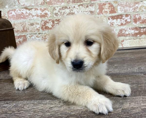 Golden Retriever-DOG-Female-Golden-5260-Petland Monroeville, PA