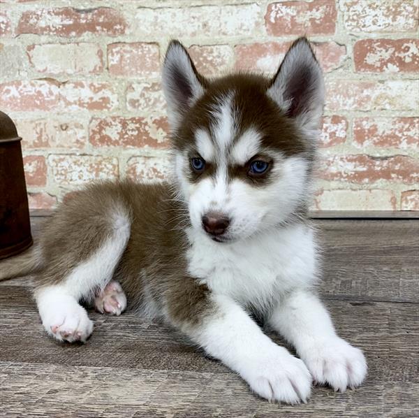 Siberian Husky-DOG-Female-Red / White-5261-Petland Monroeville, PA
