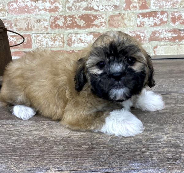 Teddy Bear-DOG-Female-Gold-5262-Petland Monroeville, PA