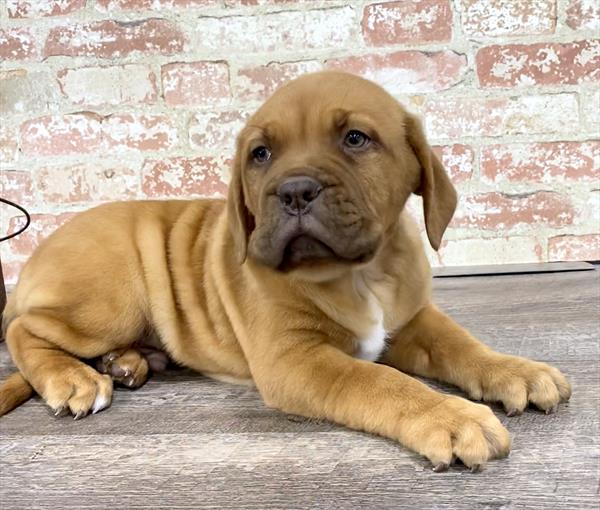 Dogue De Bordeaux-DOG-Male-Red-5263-Petland Monroeville, PA