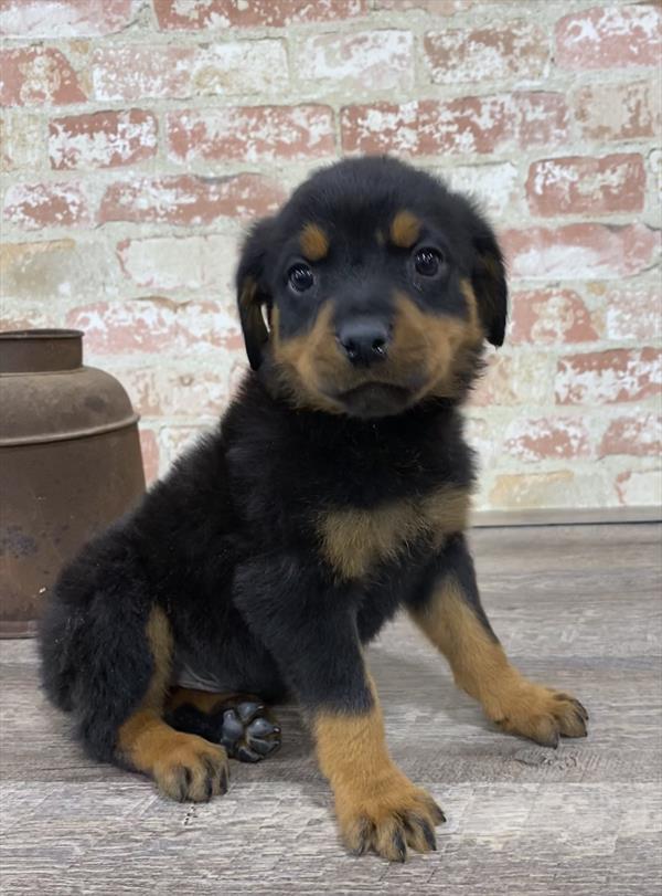 Rottweiler-DOG-Male-Black / Rust-5264-Petland Monroeville, PA