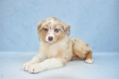 Australian Shepherd-DOG-Male-Red Merle-5283-Petland Monroeville, PA