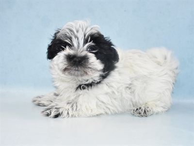 Coton De Tulear-DOG-Male-Black-5284-Petland Monroeville, PA