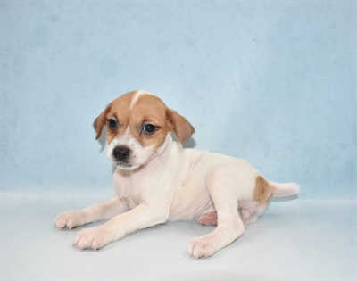 Jack Russell Terrier-DOG-Female-White and Red-5285-Petland Monroeville, PA