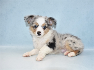 Miniature Australian Shepherd-DOG-Male-Blue Merle White and Tan-5286-Petland Monroeville, PA