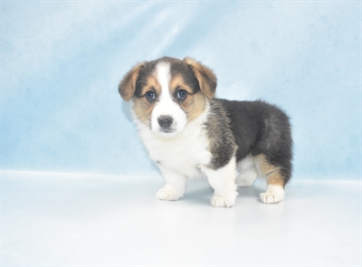 Pembroke Welsh Corgi-DOG-Female-Black and Tan-5287-Petland Monroeville, PA