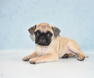 Pug-DOG-Male-Fawn-5288-Petland Monroeville, PA