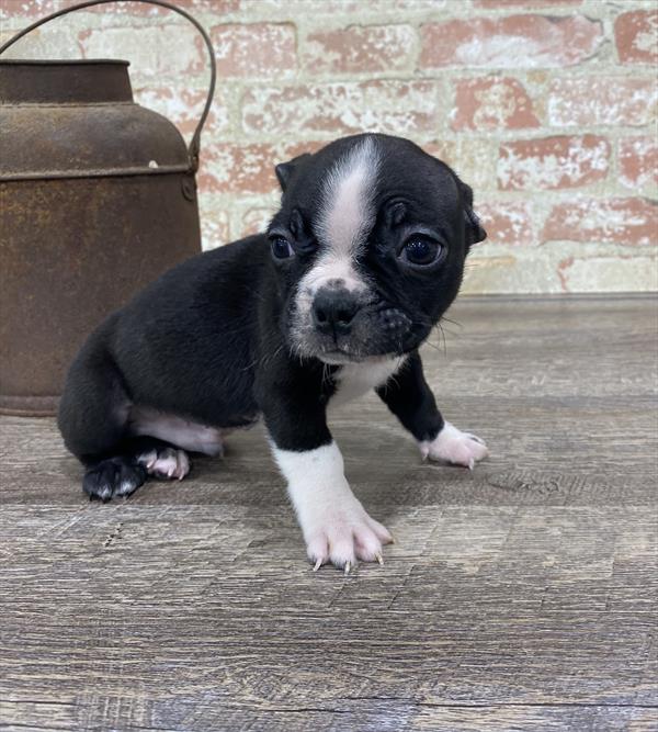 Boston Terrier-DOG-Male-Black / White-5294-Petland Monroeville, PA