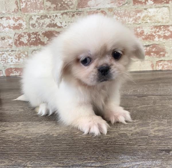 Pekingese-DOG-Male-Cream-5295-Petland Monroeville, PA