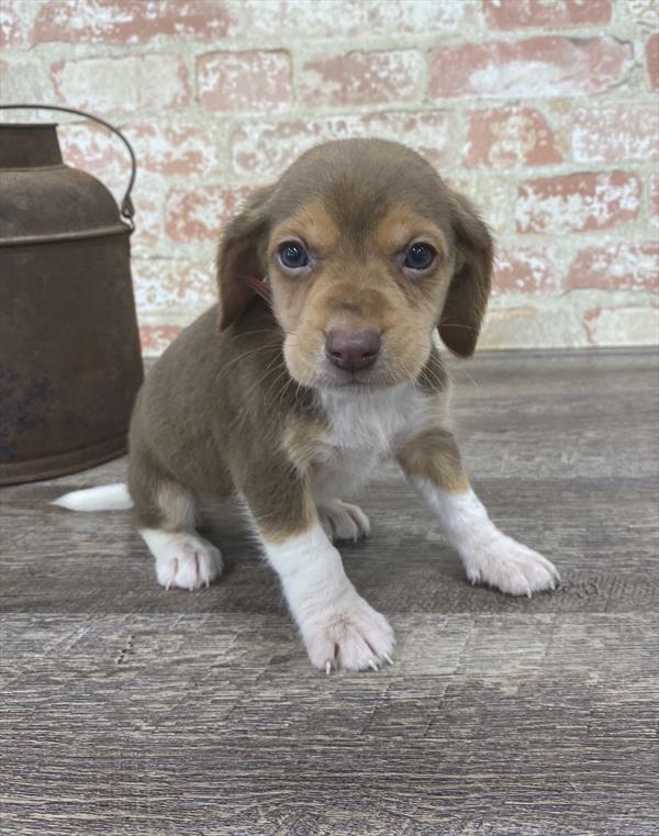 Beagle-DOG-Male-Chocolate White Tan-5296-Petland Monroeville, PA