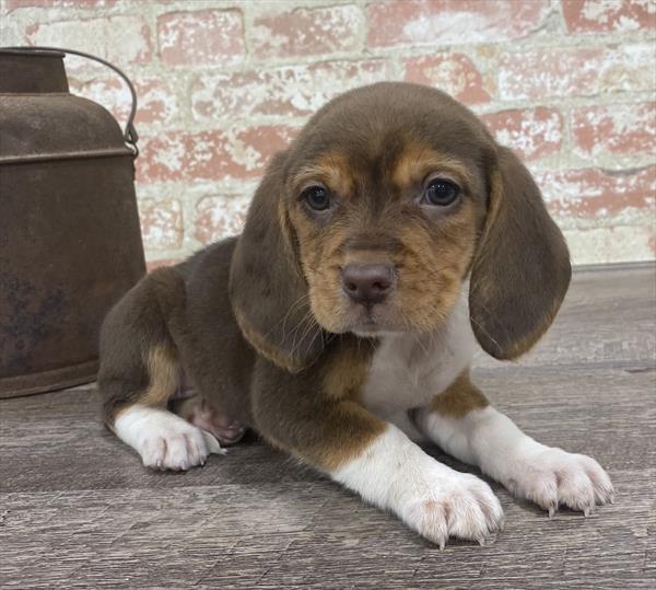 Beagle-DOG-Female-Chocolate White Tan-5297-Petland Monroeville, PA