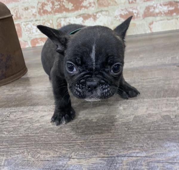 French Bulldog-DOG-Male-Brindle-5298-Petland Monroeville, PA