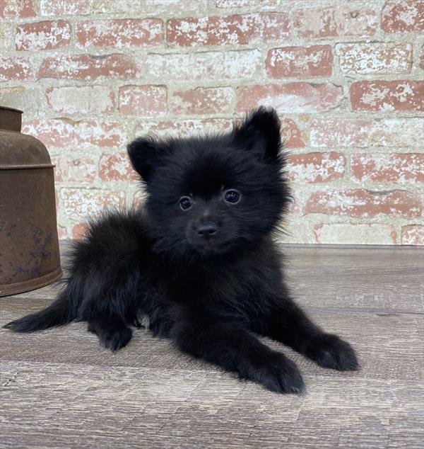 Pomeranian-DOG-Male-Black-5299-Petland Monroeville, PA